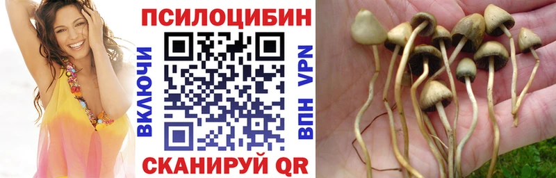 Псилоцибиновые грибы мицелий Нолинск